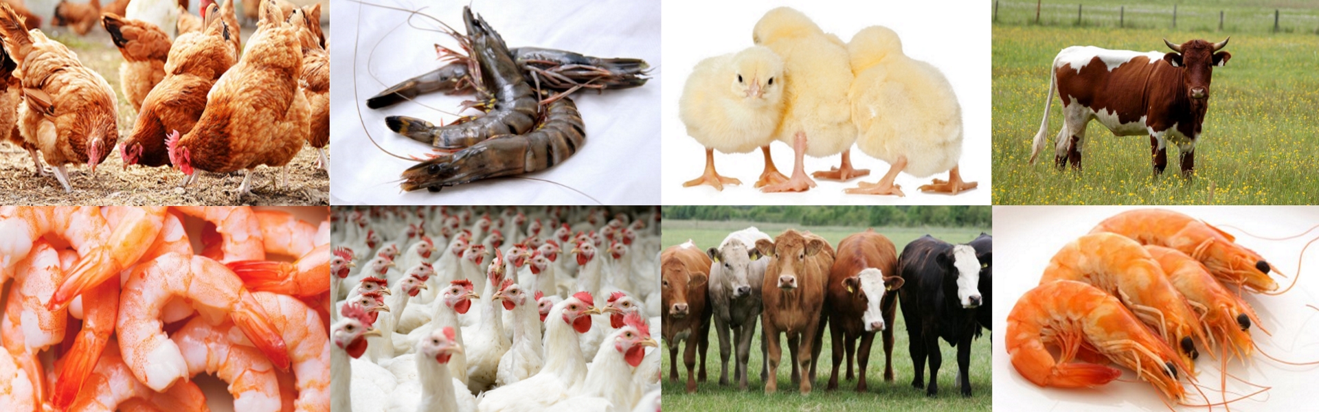 Soya Lecithin for Poultry, Aqua and Cattle Feed Manufacturing
